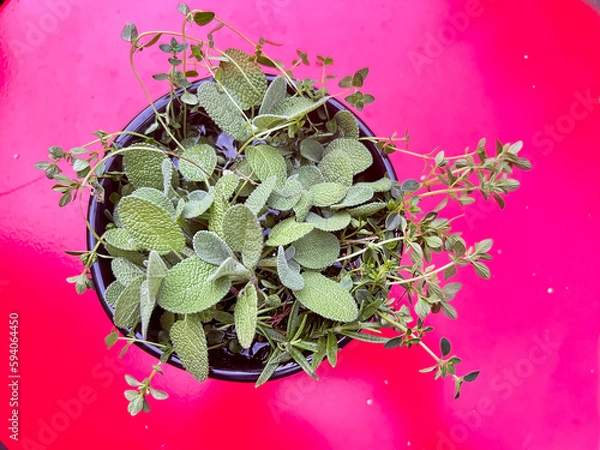 Fototapeta Sage and Thyme