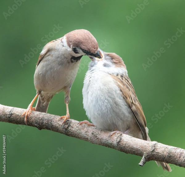 Obraz Down your throat goes the bug tree sparrows