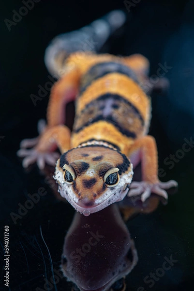 Fototapeta The leopard gecko or common leopard gecko Eublepharis macularius is a ground dwelling lizard 