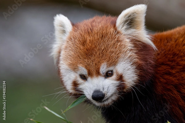 Obraz Red Panda Feeding on Bamboo Shots