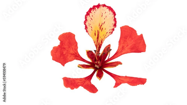 Fototapeta Poinciana regia or Delonix regia flowers isolated on white background. The most common names are: royal poinciana, flamboyant, acacia rubra, phoenix flower, flame of the forest, or flame tree
