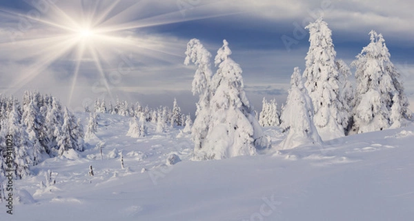 Obraz Trees covered with hoarfrost and snow in mountains