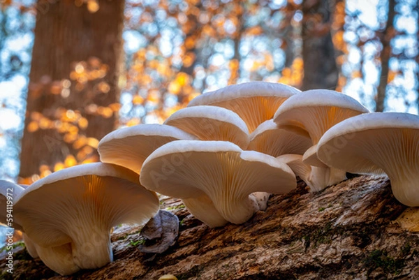 Fototapeta A cluster of Oyster Mushrooms, which are deliciously edible, as well as medicinal.