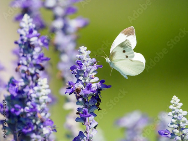 Obraz モンシロチョウの飛翔