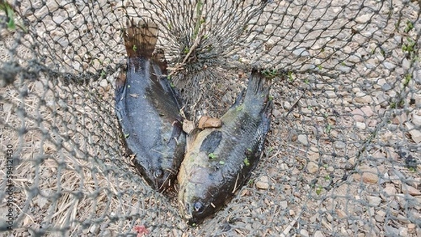 Obraz Climbing perch and Gourami fish