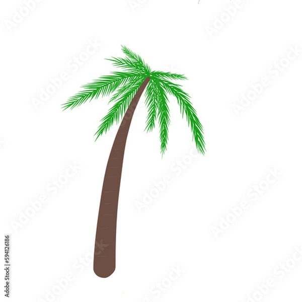 Obraz palm tree isolated on white