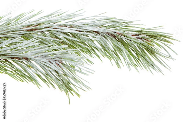 Fototapeta Pine branch
