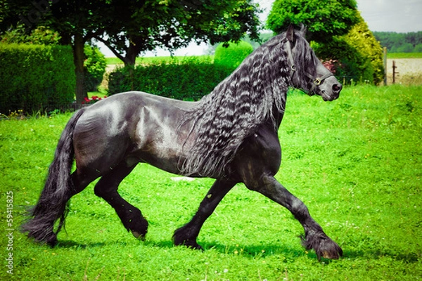 Obraz Friesian horse
