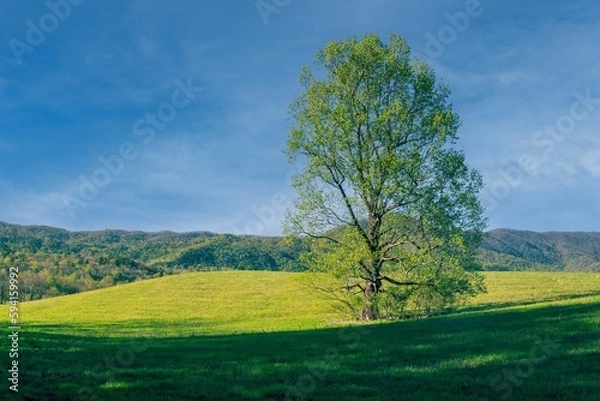 Obraz tree on the hill