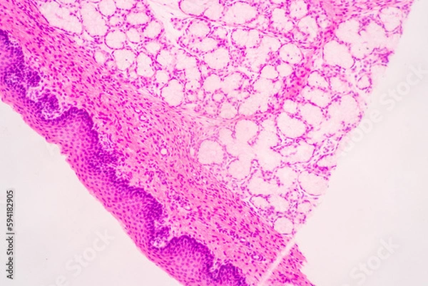Obraz Anatomy and Histological Bone, Elastic cartilage human and Joint of human foetus under the microscope for education.
