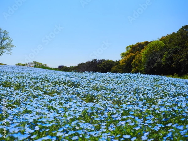 Obraz ネモフィラ