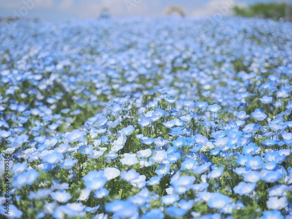 Fototapeta ネモフィラ