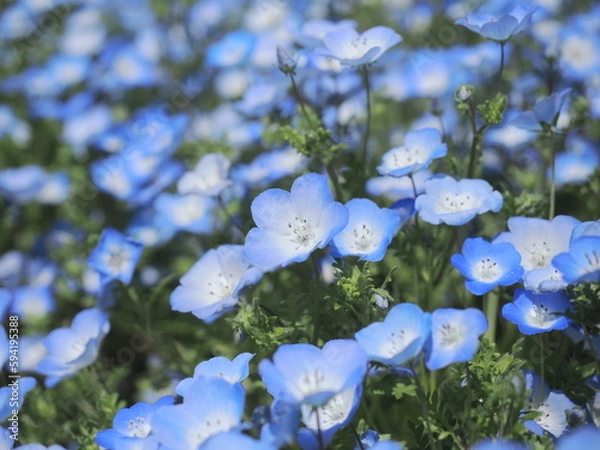 Obraz ネモフィラ
