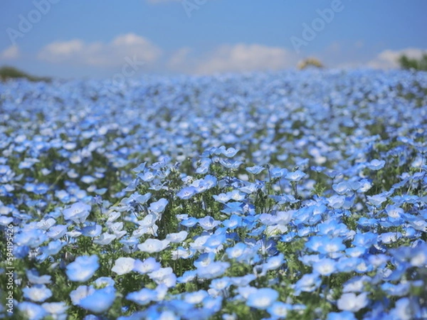 Obraz ネモフィラ