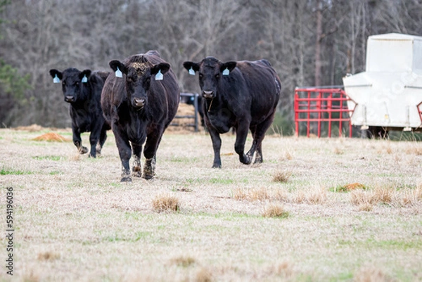 Obraz 3 ANgus cows w creep feeder