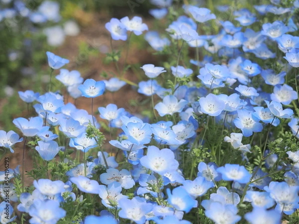 Fototapeta ネモフィラ