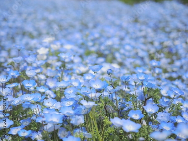 Obraz ネモフィラ