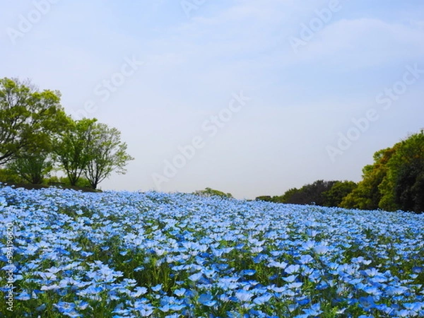 Obraz ネモフィラ