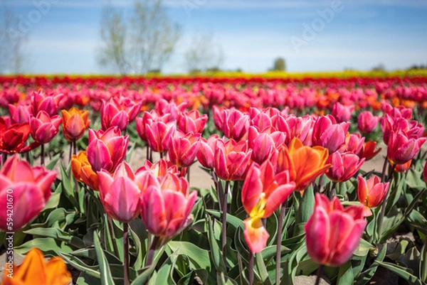 Fototapeta Tulip field landscape in spring flowers in bloom.