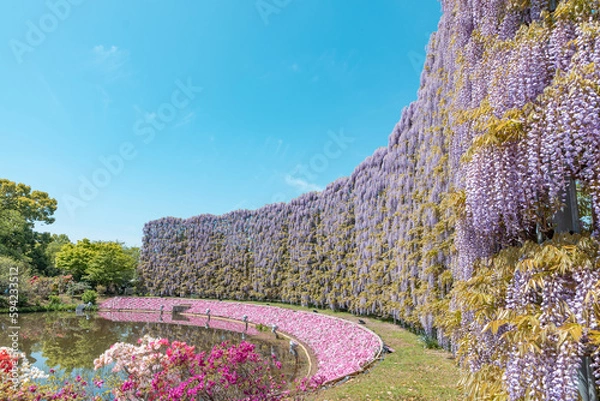 Obraz むらさき藤のスクリーン　あしかがフラワーパーク