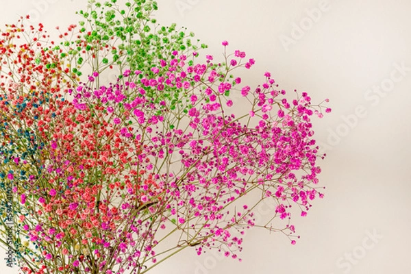 Fototapeta Bright multi-colored flowers close-up against the background of a smooth white wall in the interior of the apartment