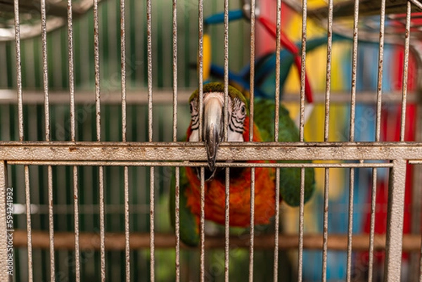 Fototapeta Multi-colored macaw parrot with a huge beak in an iron cage