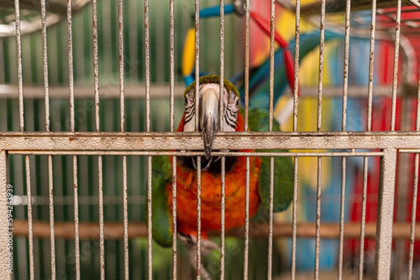 Fototapeta Multi-colored macaw parrot with a huge beak in an iron cage