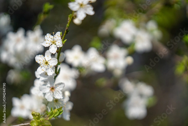 Obraz white flowers on a tree