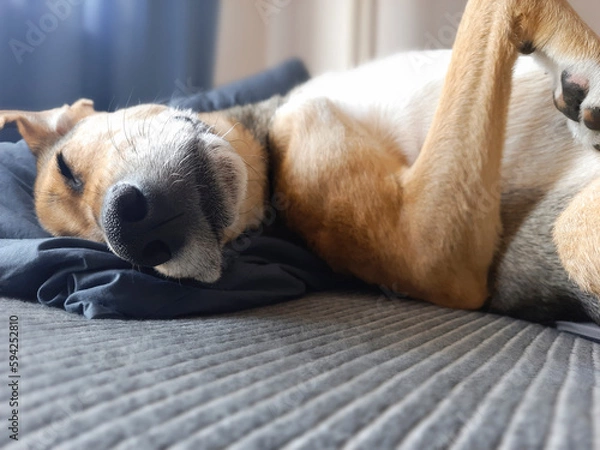 Fototapeta Dog sleeps in funny position. Defocused background. Mongrel is resting, lying on his back, with his paw up. Doggy sleeping on sofa. Cozy pet sleep. Dog lifestyle.