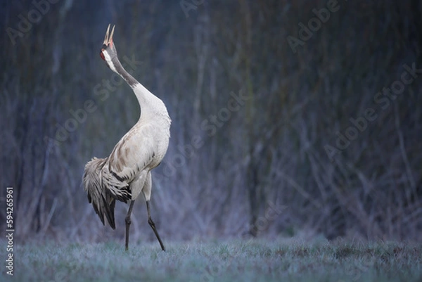 Obraz Wild common crane, grus grus, walking on hay field in spring nature. Large feathered bird landing on meadow from side view. Animal wildlife in wilderness