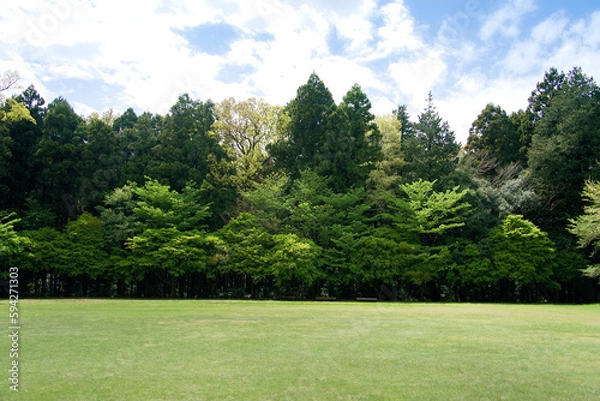 Obraz 七ツ洞公園の森林