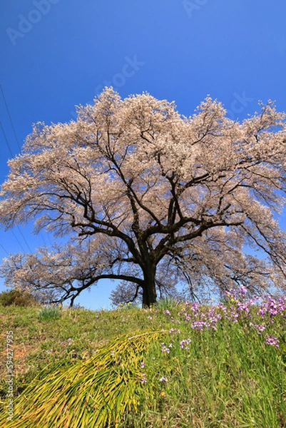 Obraz 満開のわに塚の桜 ( 山梨県 韮崎市 )