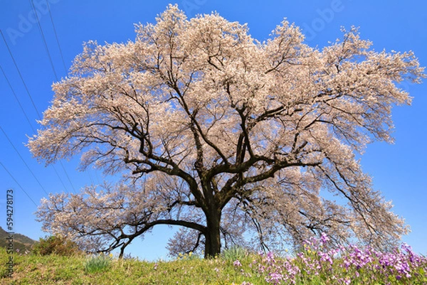 Obraz 満開のわに塚の桜 ( 山梨県 韮崎市 )