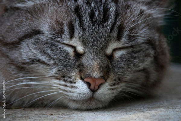 Obraz gattina occhi chiuse, animale, animale domestico, gattini, felino, 