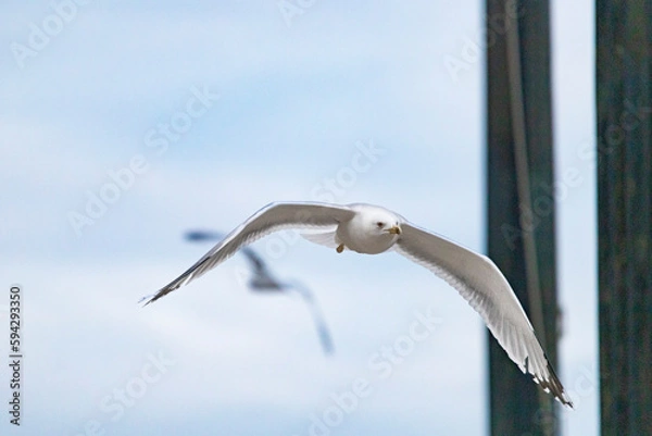 Obraz the seagull flying