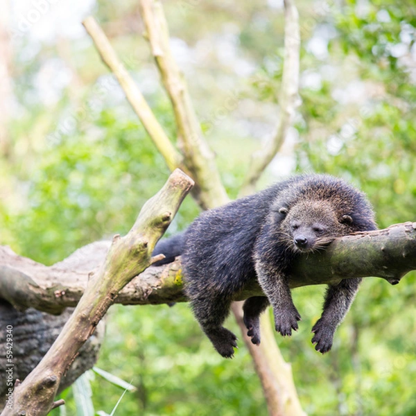 Obraz binturong bearcat sleeping