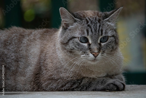 Obraz La gata e suo doce sguardo