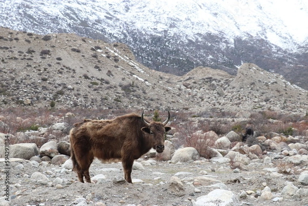 Obraz Yak in Tibet