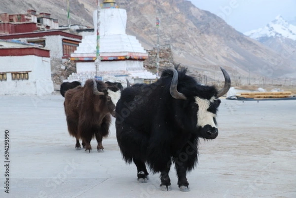 Obraz Yaks in Tibet