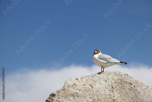 Obraz Seagull