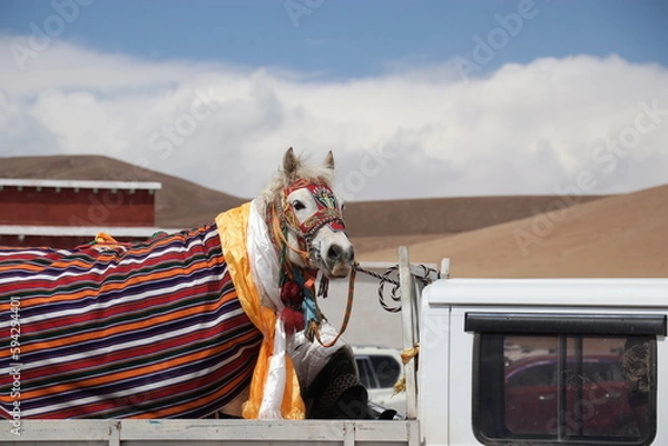 Obraz Horse in fancy clothes