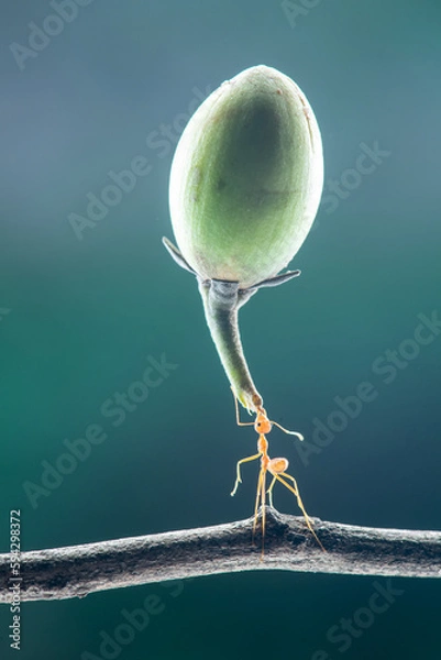 Fototapeta The power of weaver ant, Oecophylla lift Mimusop elengi  fruit