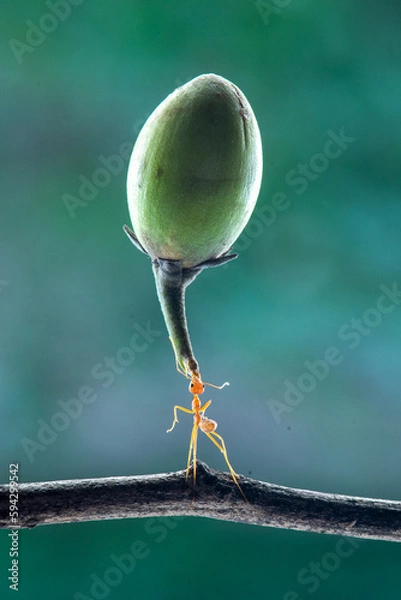 Fototapeta The power of weaver ant, Oecophylla lift Mimusop elengi  fruit