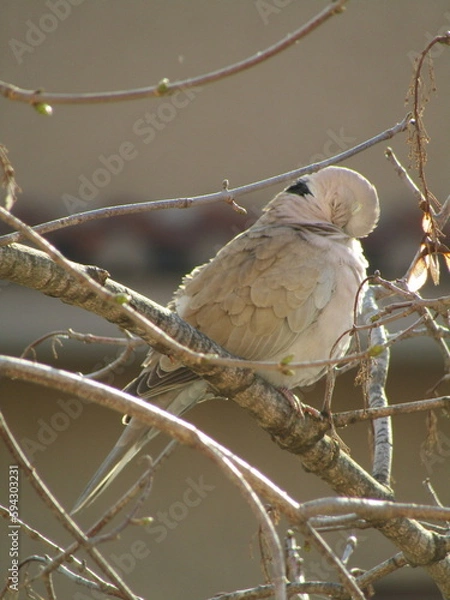 Fototapeta dove on branch