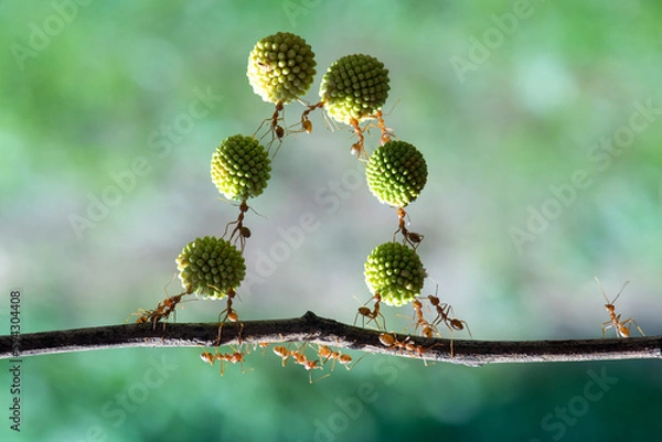 Fototapeta the cohesiveness and strength of weaver ants, Oecophylla which is also a biological indicator, monitoring changes in the quality of the environment and determining conservation areas.