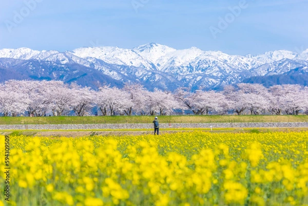 Fototapeta Funakawa Beri in Asahi Town, Toyama Prefecture, which is popular for seeing the "spring quartet" of cherry blossoms, tulips, rape blossoms, and snowy mountains.