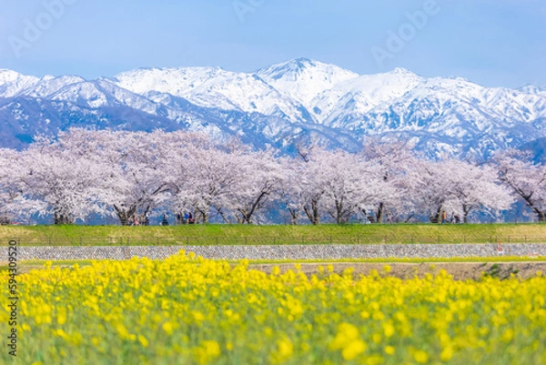 Fototapeta Funakawa Beri in Asahi Town, Toyama Prefecture, which is popular for seeing the "spring quartet" of cherry blossoms, tulips, rape blossoms, and snowy mountains.