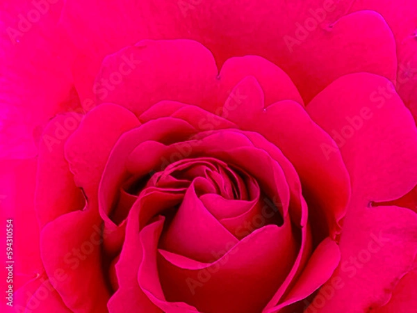 Fototapeta 真紅のバラ pink rose background