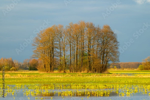 Obraz Wiosna na rozlewiskach