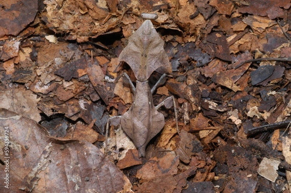 Obraz Dead leaf mantis ( Deroplatys desiccata ) closeup